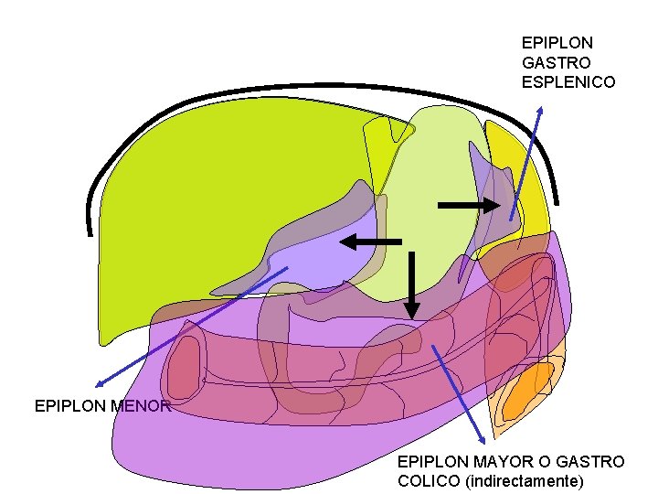 EPIPLON GASTRO ESPLENICO EPIPLON MENOR EPIPLON MAYOR O GASTRO COLICO (indirectamente) EPIPLON GASTRO ESPLENICO EPIPLON MENOR EPIPLON MAYOR O GASTRO COLICO (indirectamente)