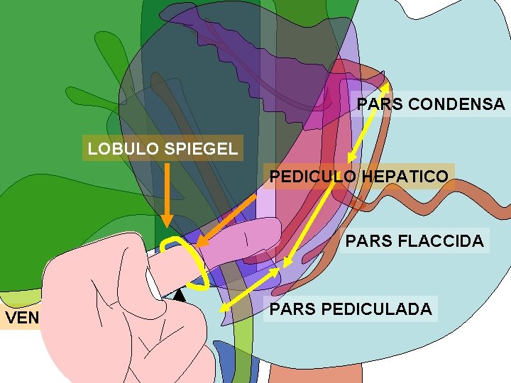 PARS CONDENSA LOBULO SPIEGEL PEDICULO HEPATICO PARS FLACCIDA PARS PEDICULADA VENA CAVA BULBO PARS CONDENSA LOBULO SPIEGEL PEDICULO HEPATICO PARS FLACCIDA PARS PEDICULADA VENA CAVA BULBO