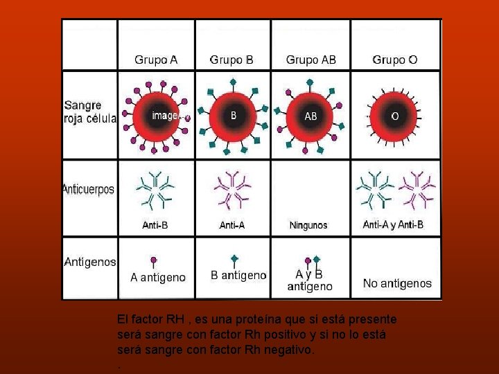 El factor RH , es una proteína que si está presente será sangre con