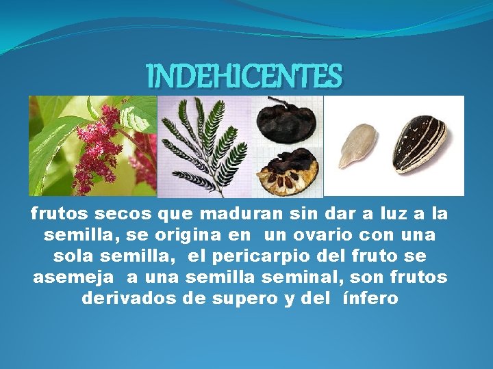 INDEHICENTES frutos secos que maduran sin dar a luz a la semilla, se origina