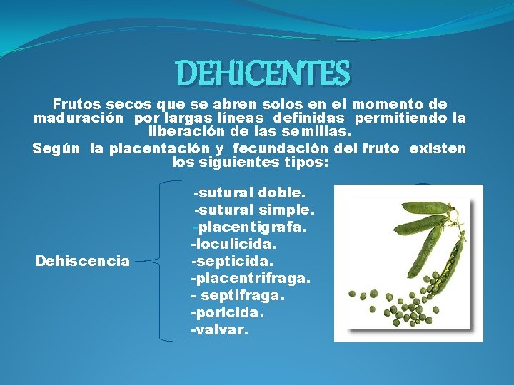 DEHICENTES Frutos secos que se abren solos en el momento de maduración por largas DEHICENTES Frutos secos que se abren solos en el momento de maduración por largas