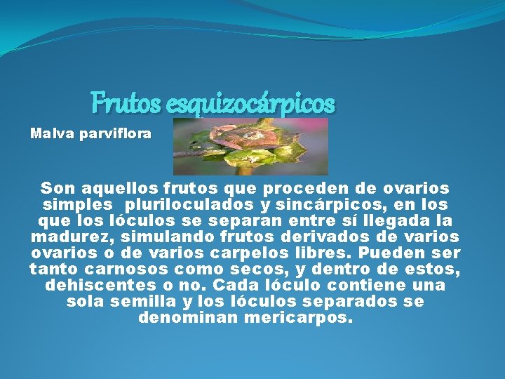 Frutos esquizocárpicos Malva parviflora Son aquellos frutos que proceden de ovarios simples pluriloculados y