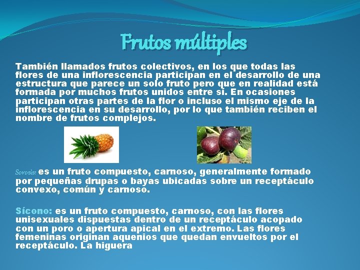 Frutos múltiples También llamados frutos colectivos, en los que todas las flores de una