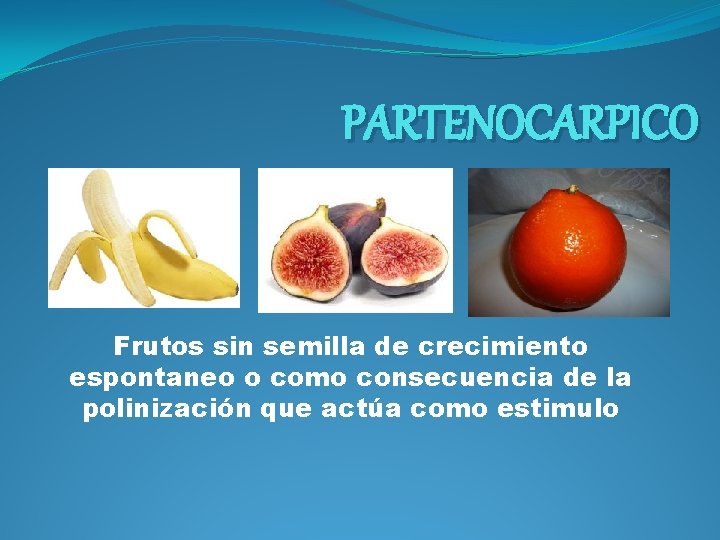 PARTENOCARPICO Frutos sin semilla de crecimiento espontaneo o como consecuencia de la polinización que PARTENOCARPICO Frutos sin semilla de crecimiento espontaneo o como consecuencia de la polinización que