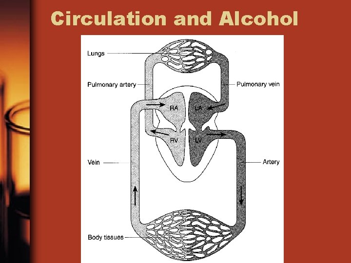 Circulation and Alcohol 