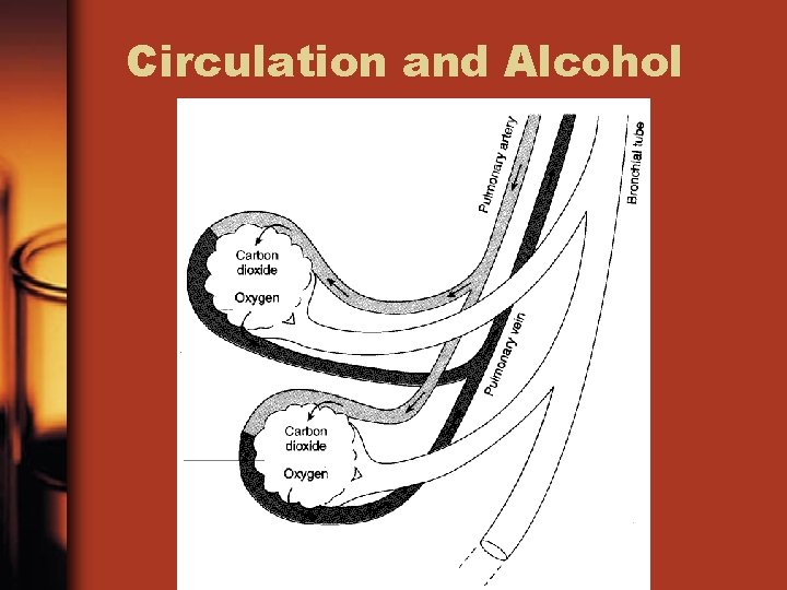 Circulation and Alcohol 