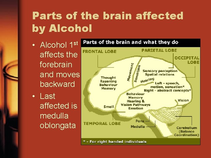 Parts of the brain affected by Alcohol • Alcohol 1 st affects the forebrain