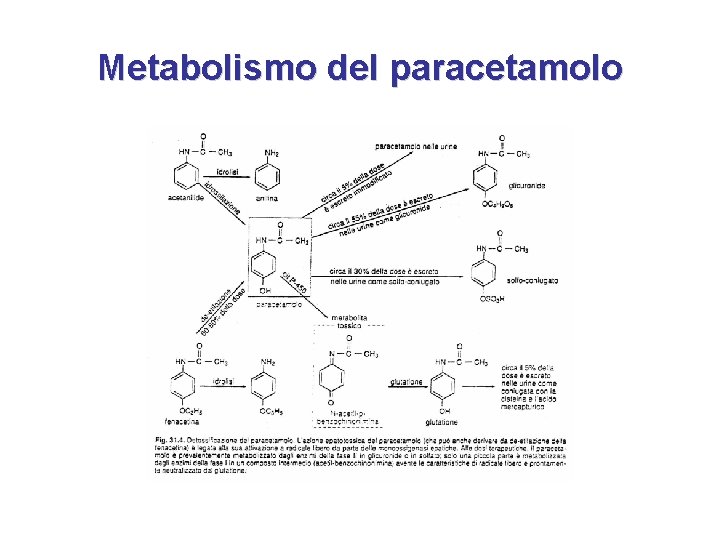 Metabolismo del paracetamolo Metabolismo del paracetamolo