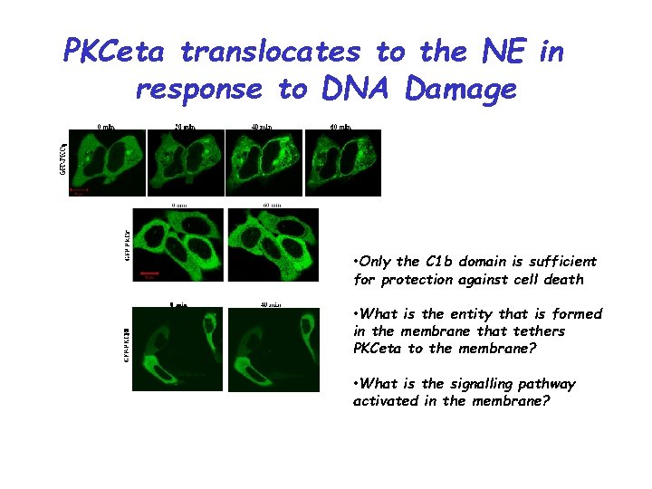 PKCeta translocates to the NE in response to DNA Damage • Only the C
