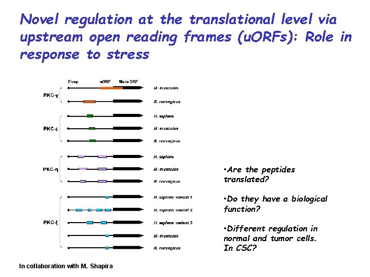 Novel regulation at the translational level via upstream open reading frames (u. ORFs): Role