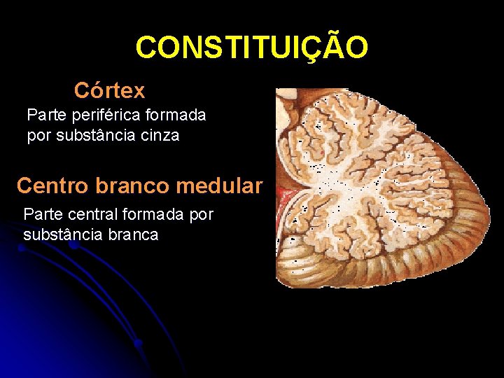 CONSTITUIÇÃO Córtex Parte periférica formada por substância cinza Centro branco medular Parte central formada