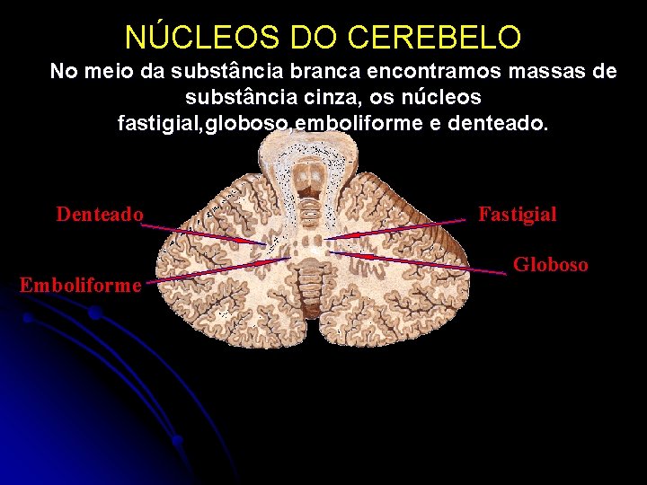 NÚCLEOS DO CEREBELO No meio da substância branca encontramos massas de substância cinza, os