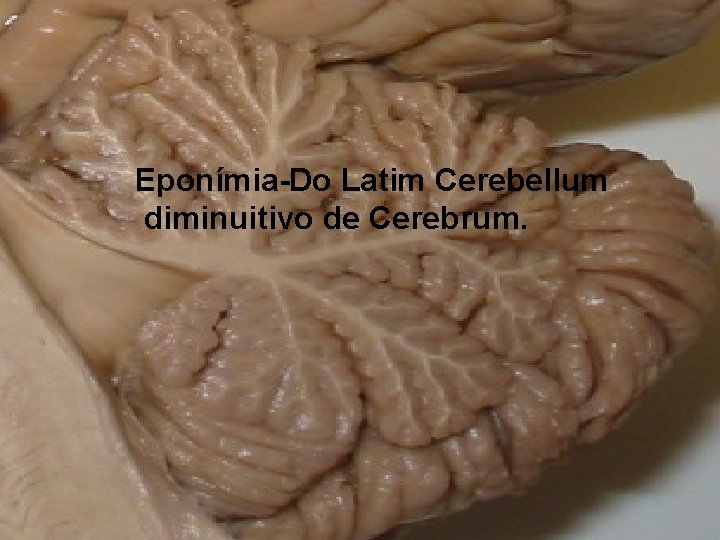 Eponímia-Do Latim Cerebellum diminuitivo de Cerebrum. 
