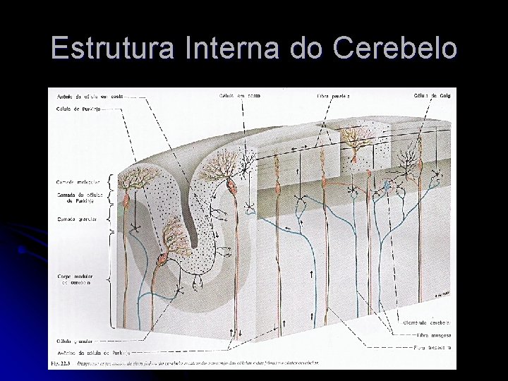 Estrutura Interna do Cerebelo 