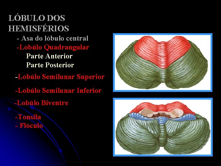 LÓBULO DOS HEMISFÉRIOS - Asa do lóbulo central -Lobúlo Quadrangular Parte Anterior Parte Posterior