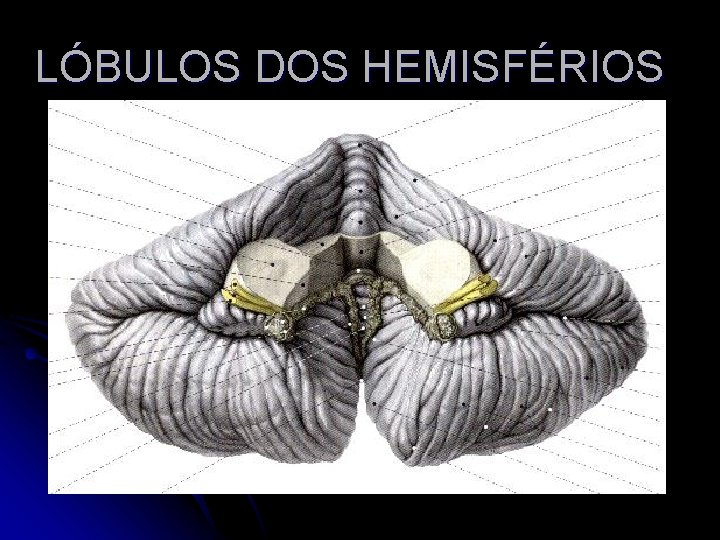 LÓBULOS DOS HEMISFÉRIOS 