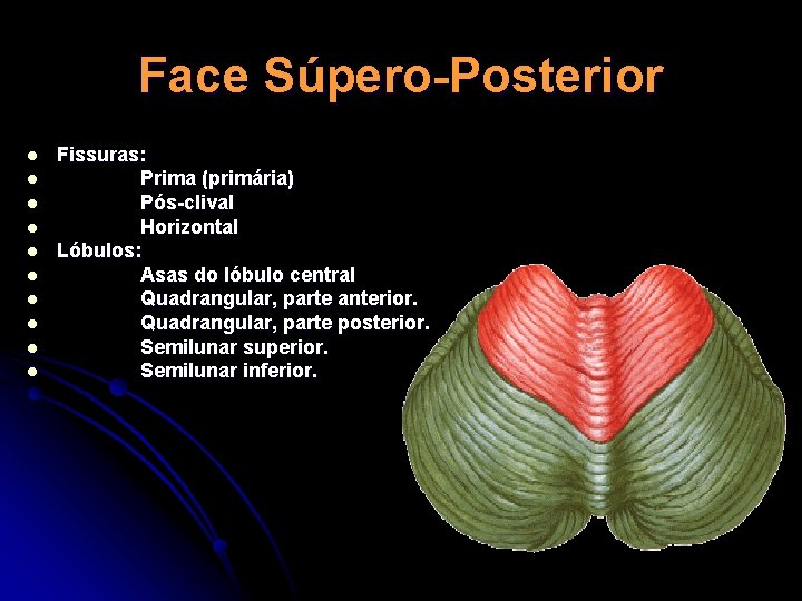 Face Súpero-Posterior l l l l l Fissuras: Prima (primária) Pós-clival Horizontal Lóbulos: Asas