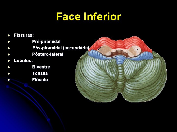 Face Inferior l l l l Fissuras: Pré-piramidal Pós-piramidal (secundária) Póstero-lateral Lóbulos: Biventre Tonsila