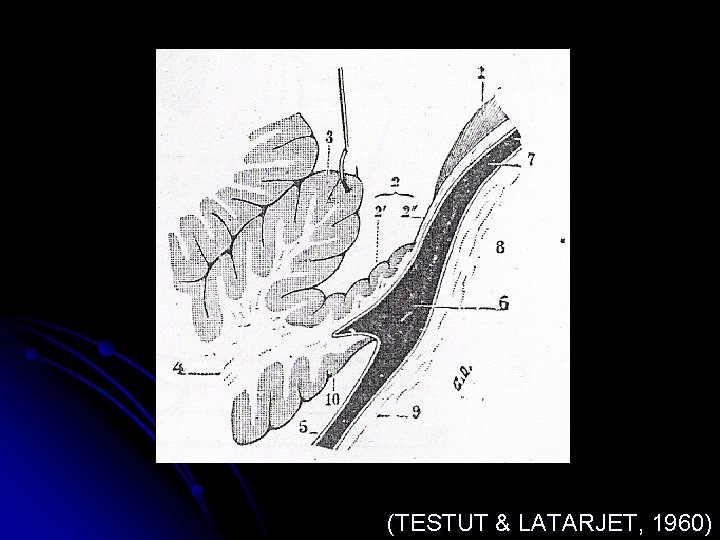 (TESTUT & LATARJET, 1960) 