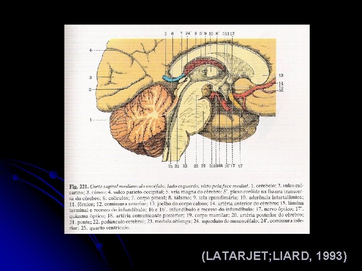 (LATARJET; LIARD, 1993) 