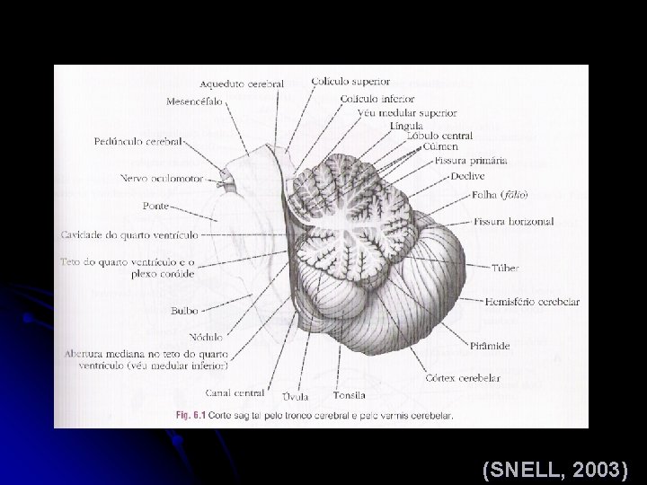 (SNELL, 2003) 