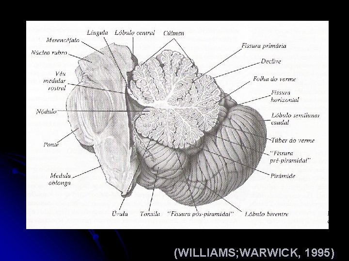 (WILLIAMS; WARWICK, 1995) 