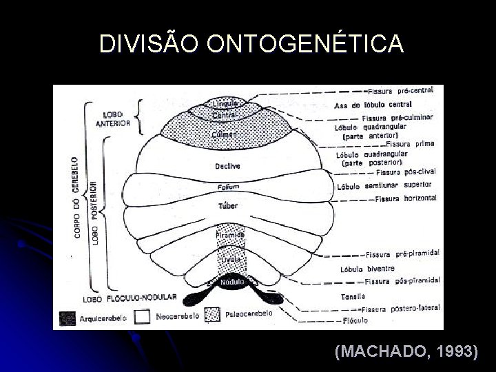 DIVISÃO ONTOGENÉTICA (MACHADO, 1993) 