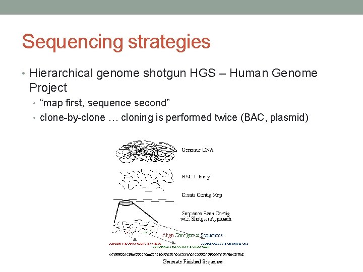 Sequencing strategies • Hierarchical genome shotgun HGS – Human Genome Project • “map first,