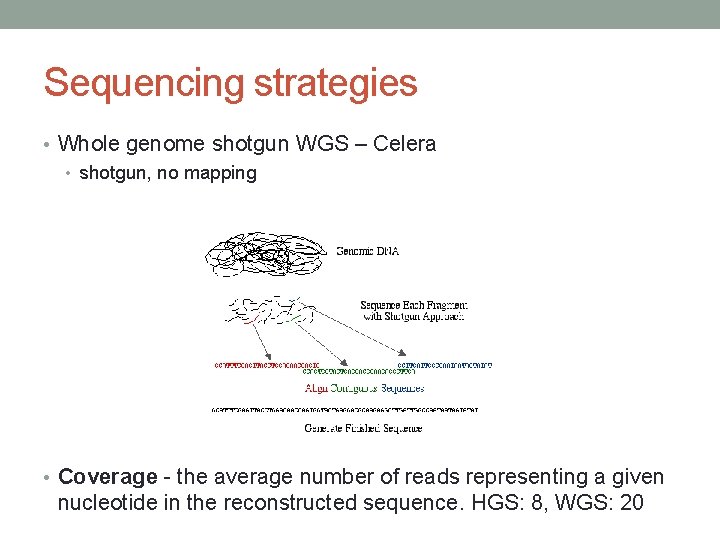 Sequencing strategies • Whole genome shotgun WGS – Celera • shotgun, no mapping •