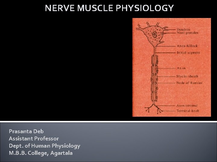 NERVE MUSCLE PHYSIOLOGY Prasanta Deb Assistant Professor Dept. of Human Physiology M. B. B.