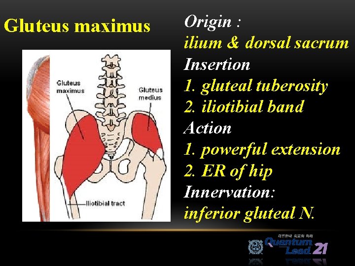 Gluteus maximus Origin : ilium & dorsal sacrum Insertion 1. gluteal tuberosity 2. iliotibial