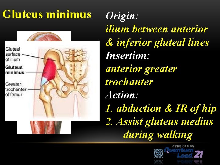 Gluteus minimus Origin: ilium between anterior & inferior gluteal lines Insertion: anterior greater trochanter