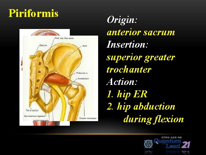 Piriformis Origin: anterior sacrum Insertion: superior greater trochanter Action: 1. hip ER 2. hip