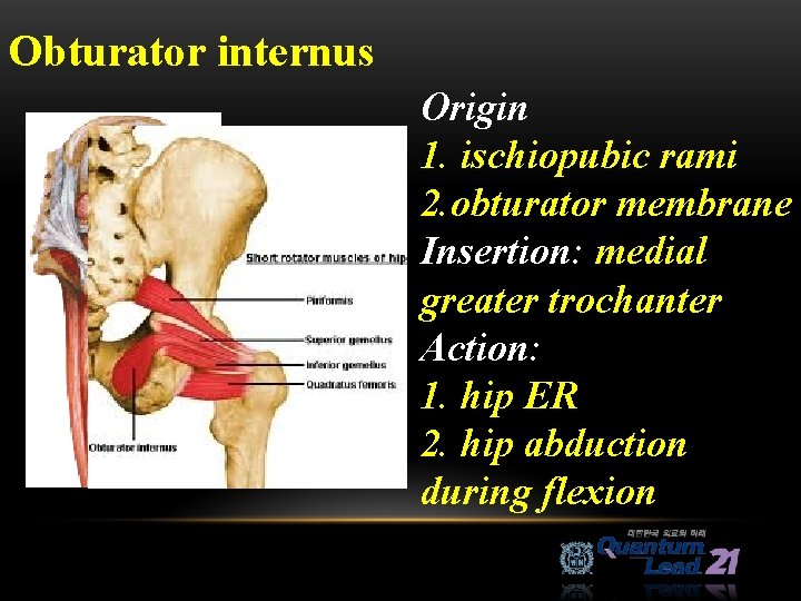 Obturator internus Origin 1. ischiopubic rami 2. obturator membrane Insertion: medial greater trochanter Action: