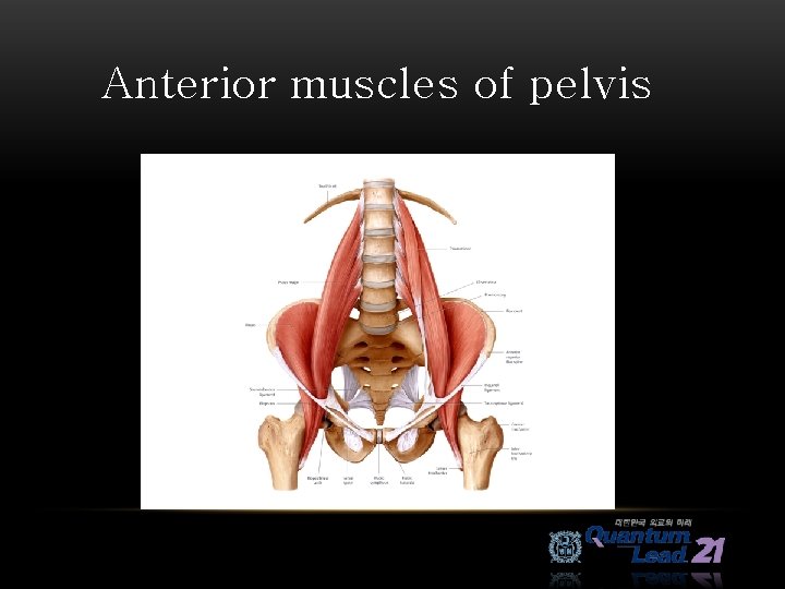 Anterior muscles of pelvis 