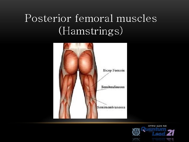Posterior femoral muscles (Hamstrings) 