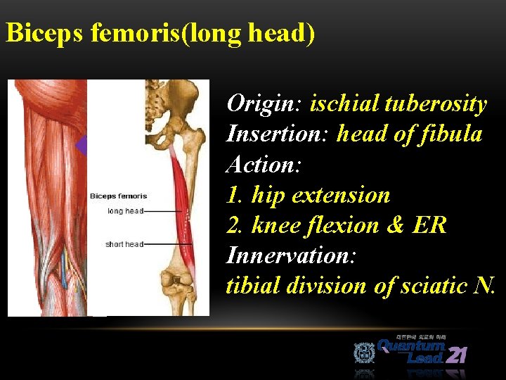 Biceps femoris(long head) Origin: ischial tuberosity Insertion: head of fibula Action: 1. hip extension