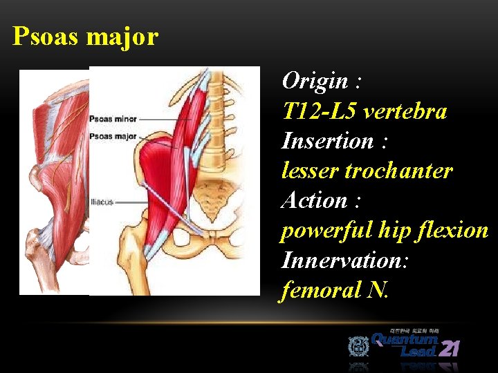 Psoas major Origin : T 12 -L 5 vertebra Insertion : lesser trochanter Action