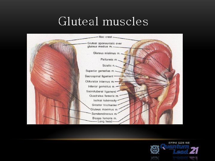 Gluteal muscles 