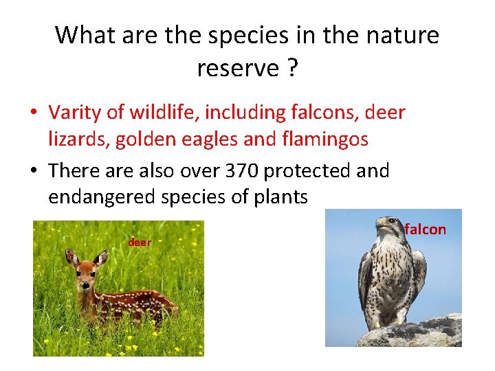 What are the species in the nature reserve ? • Varity of wildlife, including