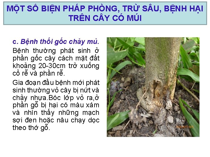 MỘT SỐ BIỆN PHÁP PHÒNG, TRỪ S U, BỆNH HẠI TRÊN C Y CÓ