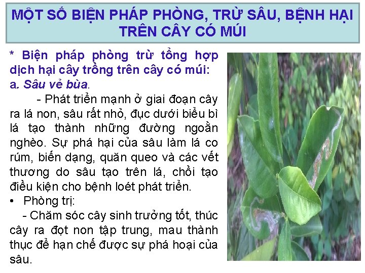 MỘT SỐ BIỆN PHÁP PHÒNG, TRỪ S U, BỆNH HẠI TRÊN C Y CÓ