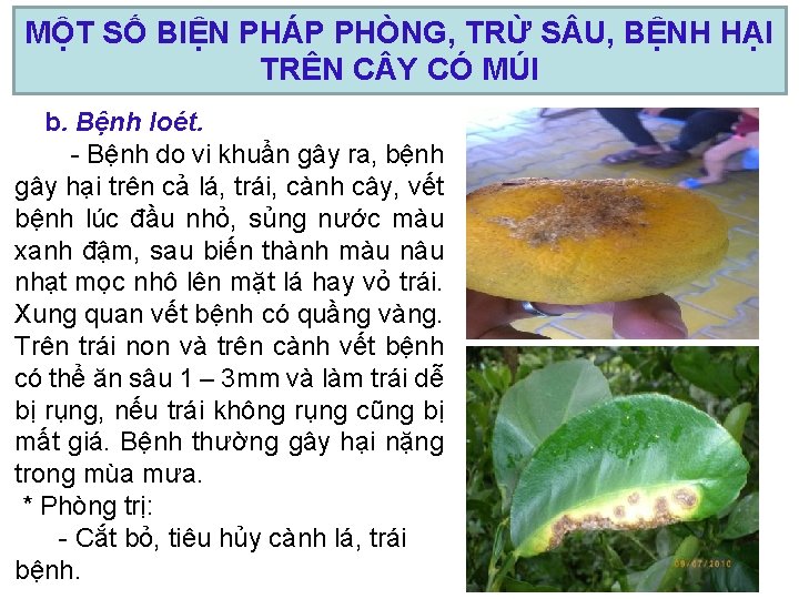 MỘT SỐ BIỆN PHÁP PHÒNG, TRỪ S U, BỆNH HẠI TRÊN C Y CÓ MỘT SỐ BIỆN PHÁP PHÒNG, TRỪ S U, BỆNH HẠI TRÊN C Y CÓ