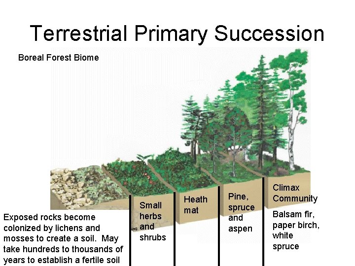 Terrestrial Primary Succession Boreal Forest Biome Exposed rocks become colonized by lichens and mosses