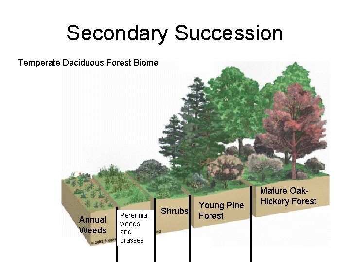 Secondary Succession Temperate Deciduous Forest Biome Annual Weeds Perennial weeds and grasses Shrubs Young