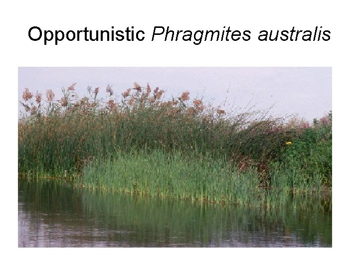 Opportunistic Phragmites australis 