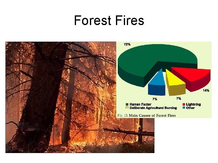 Forest Fires 