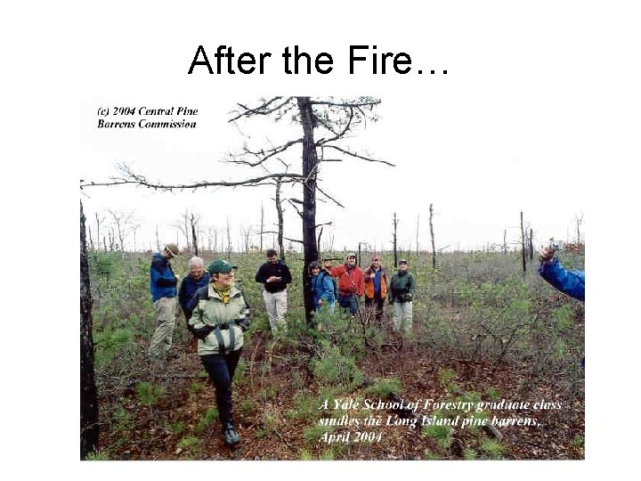 After the Fire… 