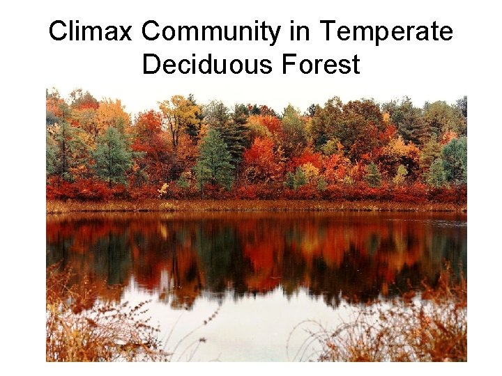 Climax Community in Temperate Deciduous Forest 
