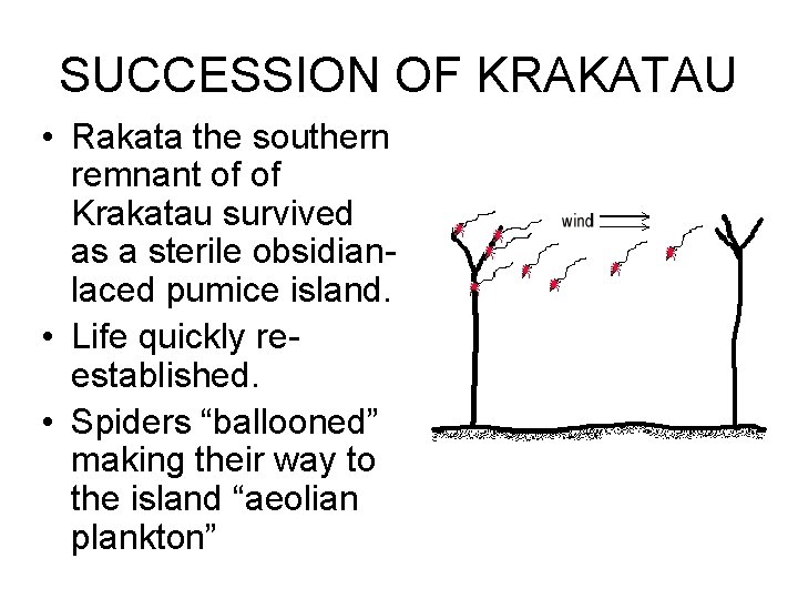 SUCCESSION OF KRAKATAU • Rakata the southern remnant of of Krakatau survived as a